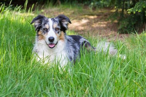 20 Border Collie colors (with pictures!) - DogsPlanet.com