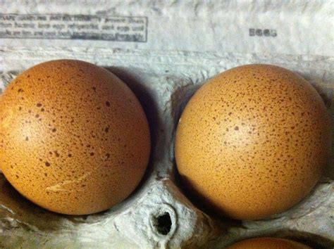 Cuckoo Maran Eggs. | Cuckoo maran, Eggs, Chickens