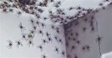 This Bedroom Spider Infestation Is The Stuff Of Nightmares | HuffPost ...