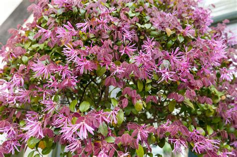 29 Best Shrubs for Shade Gardens