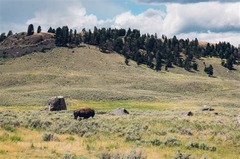 Yellowstone National Park to Bozeman: My #MontanaMoment by Kirsten Alana