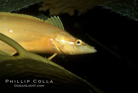 Giant kelpfish amidst kelp, Heterostichus rostratus photo, San Clemente ...