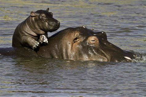 12 Fun Hippo Facts