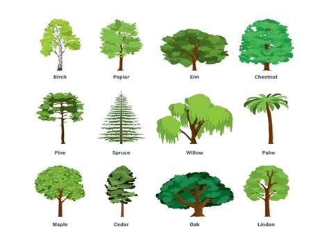 What are the Different Types of Trees? - Little to Great Scientists