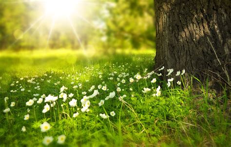 Flowers Meadow Sunlight - Free stock photo on Pixabay