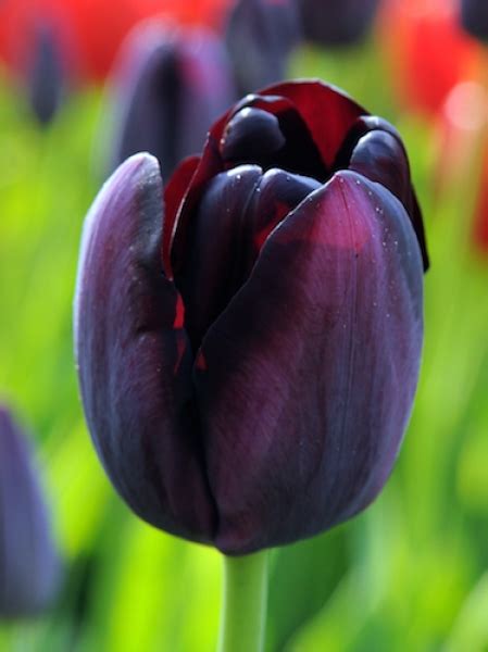 Buy Tulip Bulbs | Tulipa Queen of Night | Gold Medal winning Harts Nursery.