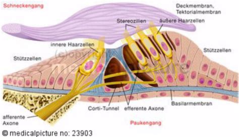 Organofcortihistology