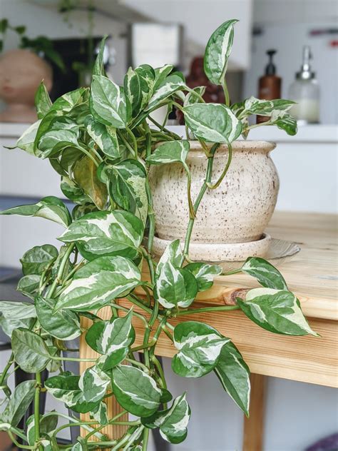 Variegated Pothos Care: All Your Questions Answered - Potted Pixie