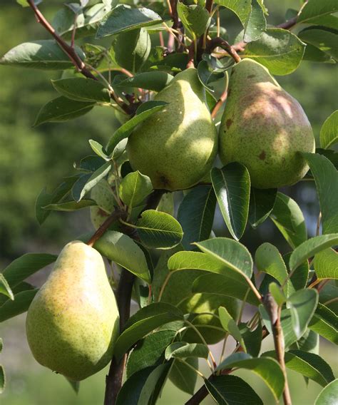 Best fruit trees: 10 to grow in your backyard | Homes & Gardens