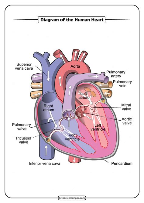 Cardiac Cycle Phases Diagram