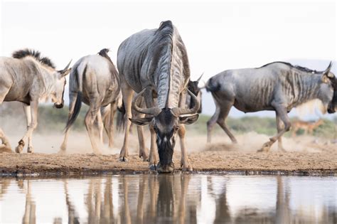 African Wildlife of the Great Rift Valley Photography Holiday - 2025 ...