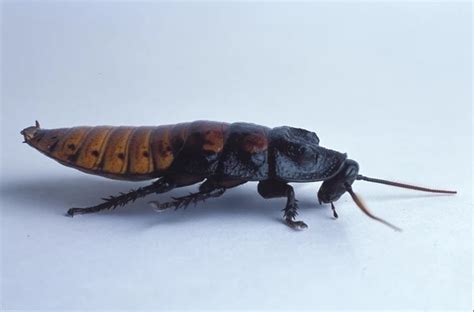 The World's Largest Cockroach Found In Australia