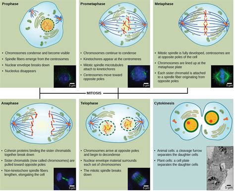 4 Phases Of Mitosis Diagram