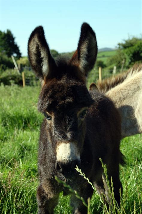 Chocolate Brown Donkey Foal in Field, Photographic Print, Miniature ...