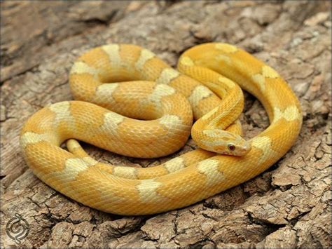 Image result for corn snake morphs