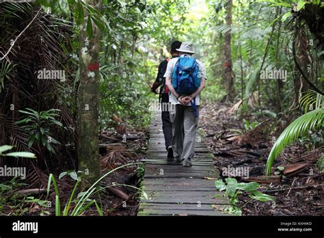 Wildlife watching at Bako National Park in Sarawak Stock Photo - Alamy