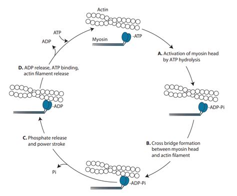 Single molecule mechanics resolves the earliest events in force ...