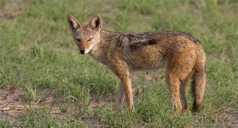 5 Fascinating Facts About the Black-Backed Jackal – SafariBookings