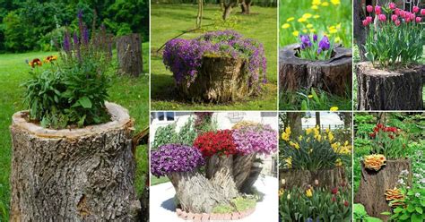 12+ Old Tree Stumps Transformed Into Beautiful Flower Planters