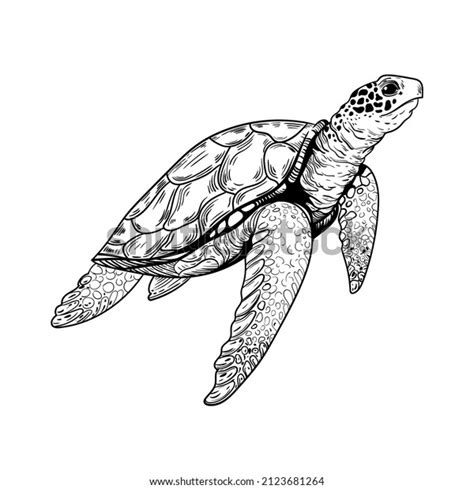 Sea Turtle Drawing By Naomi Veitch | ubicaciondepersonas.cdmx.gob.mx