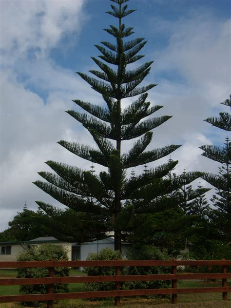 florida pine trees images - Lenna Christman