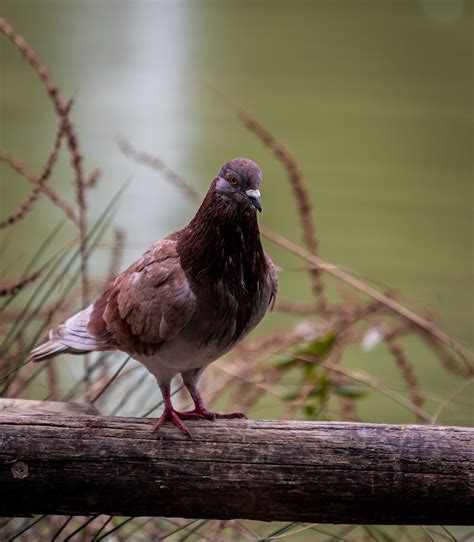 Pigeon Merpati Burung - Foto gratis di Pixabay - Pixabay