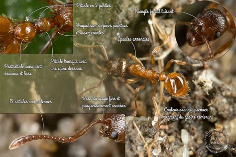 Myrmica rubra - Les carnets nature de Jessica - Photographie et ...