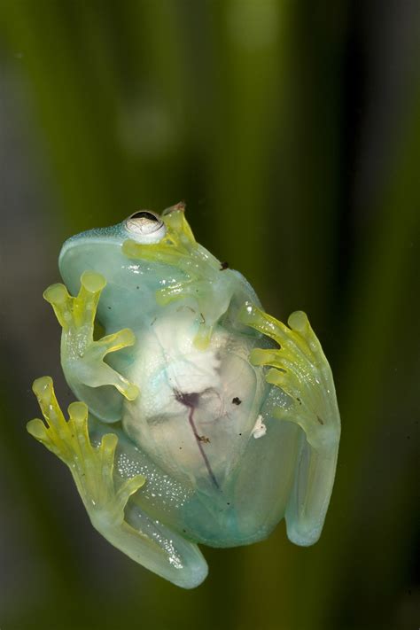 glass frog | Amphibian Rescue and Conservation Project