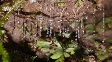 Glow-worm life cycle — Science Learning Hub