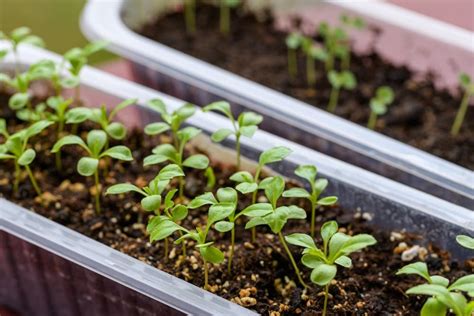 You Can Sow Asters Indoors To Harden Off, Or Directly Outdoors In A ...