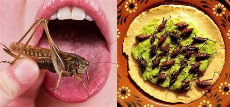 The Intriguing Allure of Eating Crickets « Food Hacks Daily