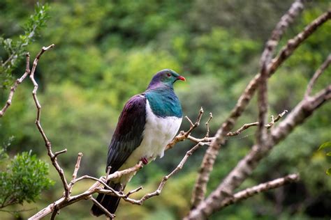 Zealandia - Atlas Obscura