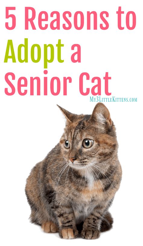 5 Reasons to Adopt a Senior Cat - My 3 Little Kittens