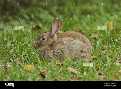 European rabbit or coney (Oryctolagus cuniculus) on a meadow; Bavaria ...