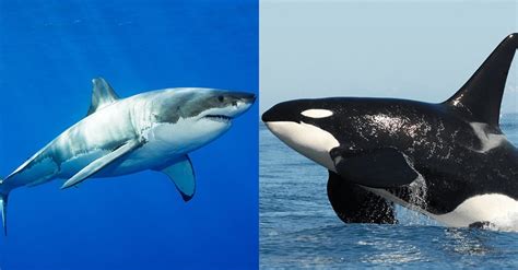 Great white sharks are really afraid of killer whales. Here's why ...