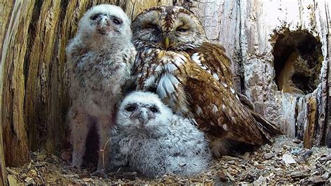 Adopted Tawny Owl Chicks First Days Full of Drama | Luna & Bomber ...