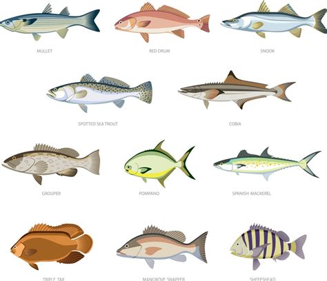 Eleven Types of Fish You'll Find in the Gulf of Mexico | Sarasota Magazine