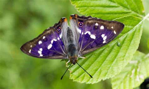 All hail the purple emperor | Insects | The Guardian