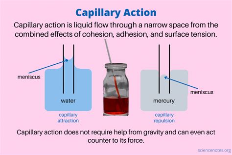 Capillary Action - What It Is and How It Works