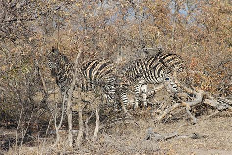 1284x2778px | free download | HD wallpaper: zebra, animal, africa ...