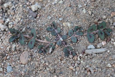 Spurge Weed Identification [How to Kill Spurge in Your Lawn]