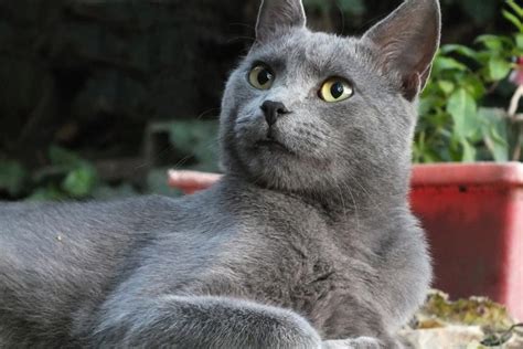 Russian blue: Cat breed characteristics & care