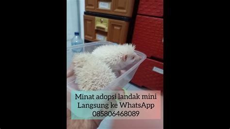 landak mini lucu - YouTube