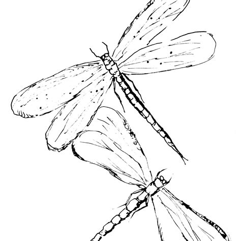 Two Dragonflies Sketch | Diane Antone Studio