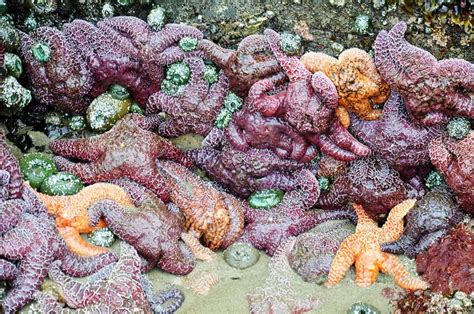 Starfish at Ecola State Park Tide Pool | Ecola state park, Tide pools ...