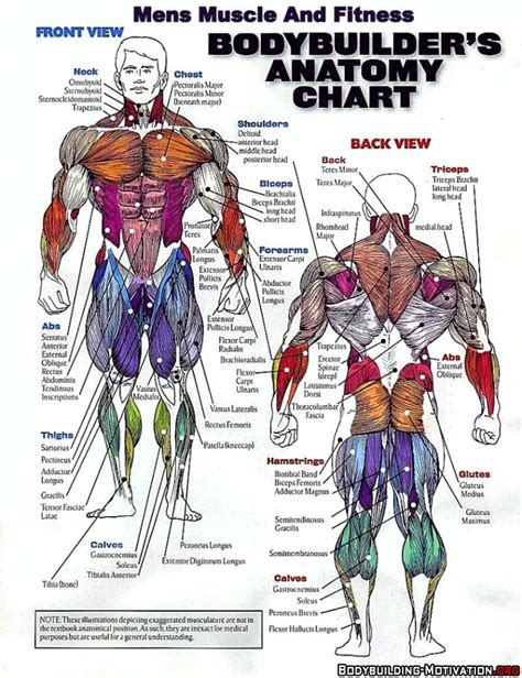 Body Muscle Names - Diagram Of Body Muscles And Names : Pin on Exercise ...