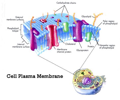 The Plasma Membrane | Our Virtual Classroom