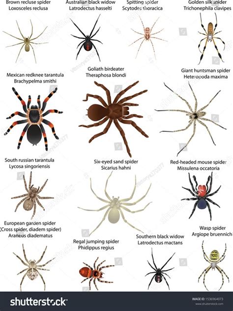 Collection Different Species Spiders Colour Image Stock Vector (Royalty ...