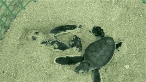 Sea Turtles Hatching GIFs - Find & Share on GIPHY