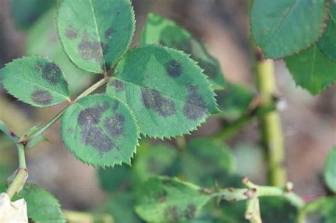 mancha negra del rosal | Rosales, Manchas negras, Rosa trepadora